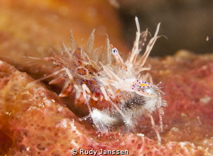 tigershrimp with a catch by Rudy Janssen 
